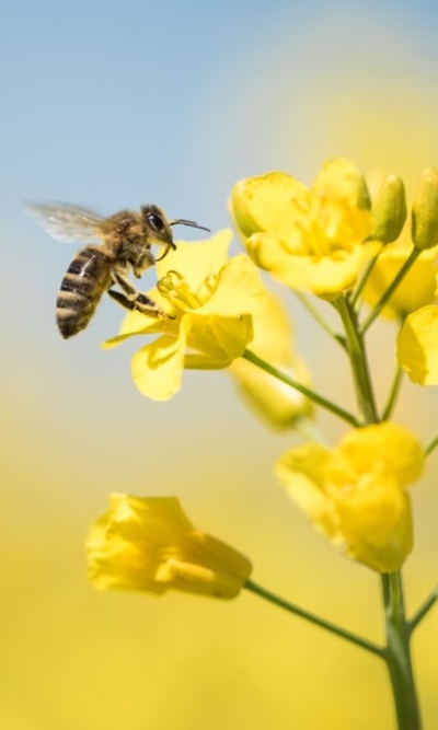 Wakehurst Trees for Bees walk and workshop