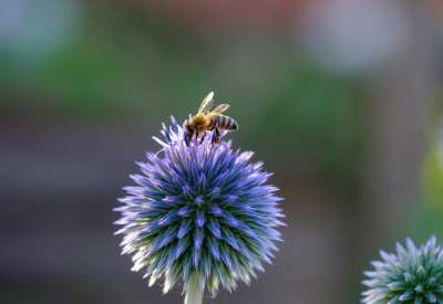 Carers week 2025 - Community Wildlife Garden Visit