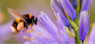 Wakehurst walk and talk